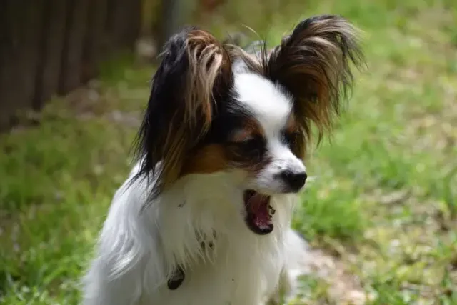 How Much Do Papillons Bark? 5 Vet-Verified Ways to Control It