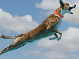 Whippet Border Collie Mix: Info, Pictures, Care Guide & More
