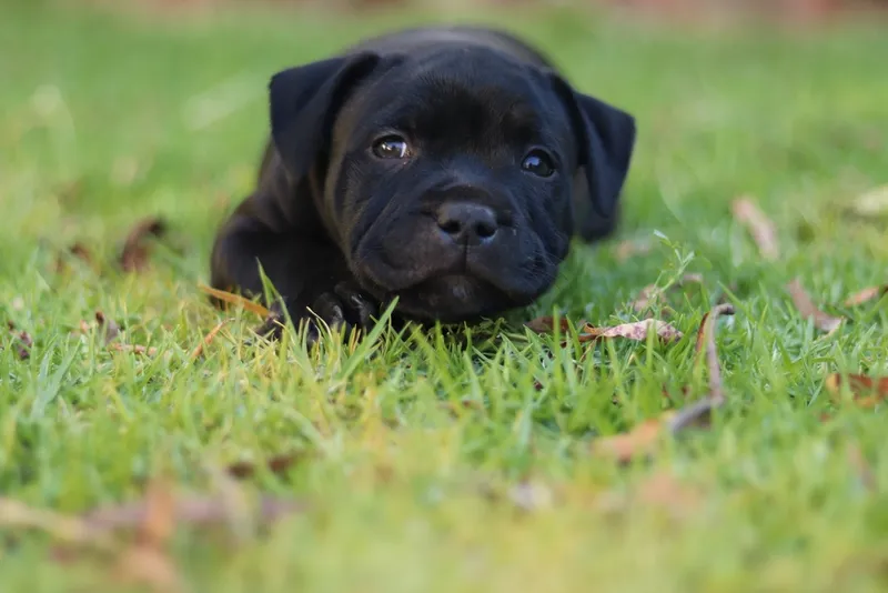 Staffordshire Bull Terrier puppy on grass
