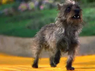 The Real Story of Toto From the Wizard of Oz (aka Terry)