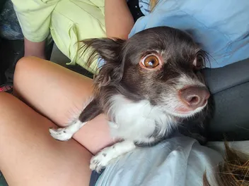 Penny the Passive Pooch: Addressing Chihuahua Stereotypes
