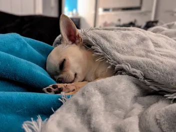 Chihuahua Sleeping Positions: Naptime Ned vs Bedtime Ned