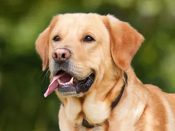 10 Dog Breeds That Look Like Golden Retrievers (With Info & Pictures)