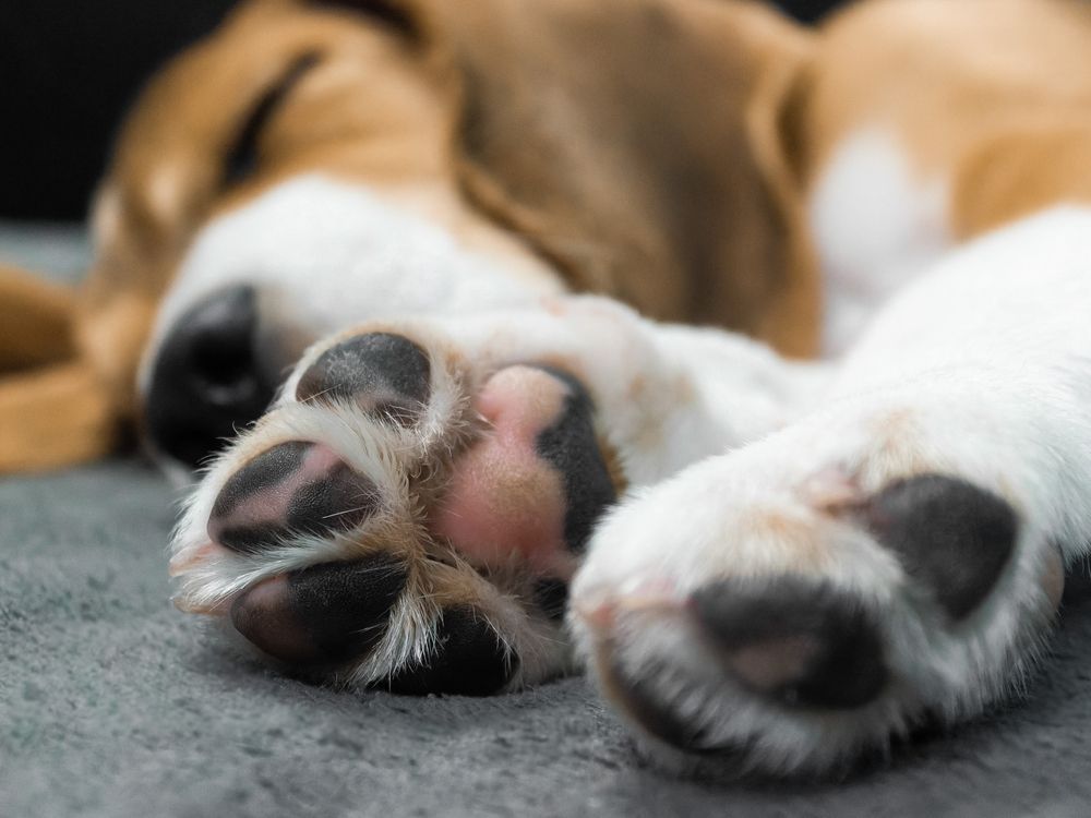 sleeping beagle with black and pink paw pads showing