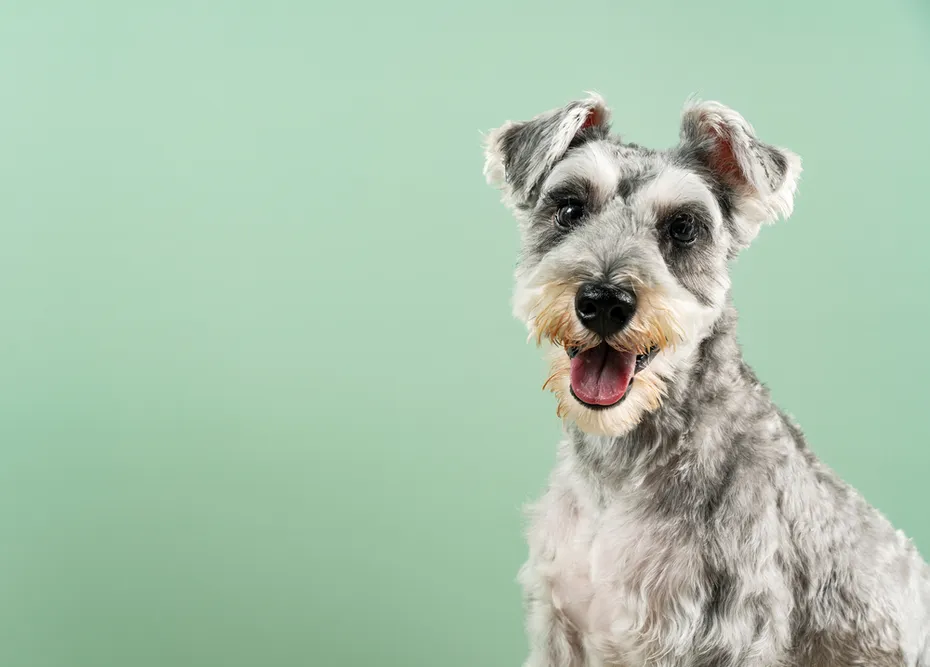 Schnauzer