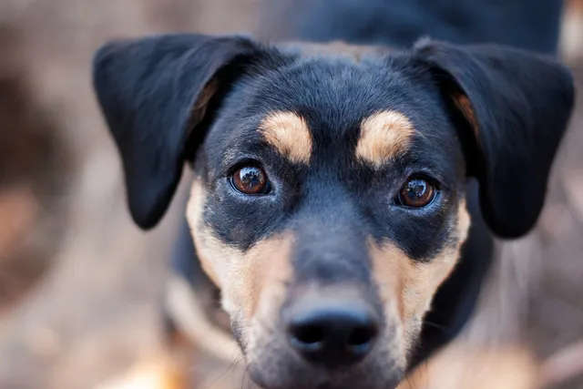 Meagle (Miniature Pinscher & Beagle Mix): Info, Pictures, Care & More