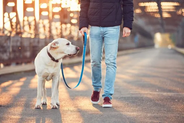 5 Vet-Approved Dog Walking Tips: Planning & Etiquette