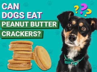 Can Dogs Eat Peanut Butter Crackers? Vet-Approved Facts