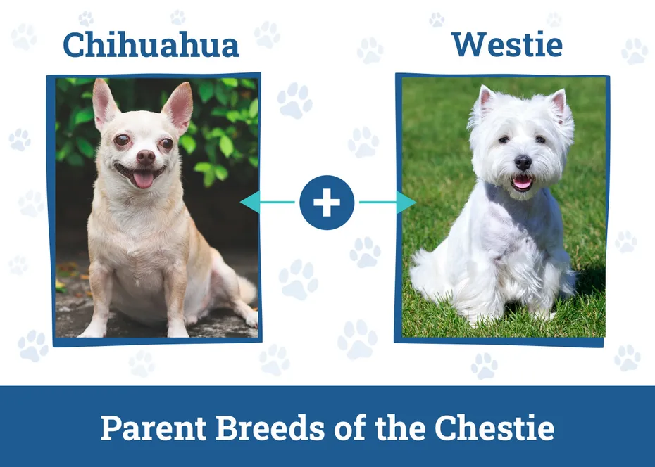 Parent Breeds of the Chestie