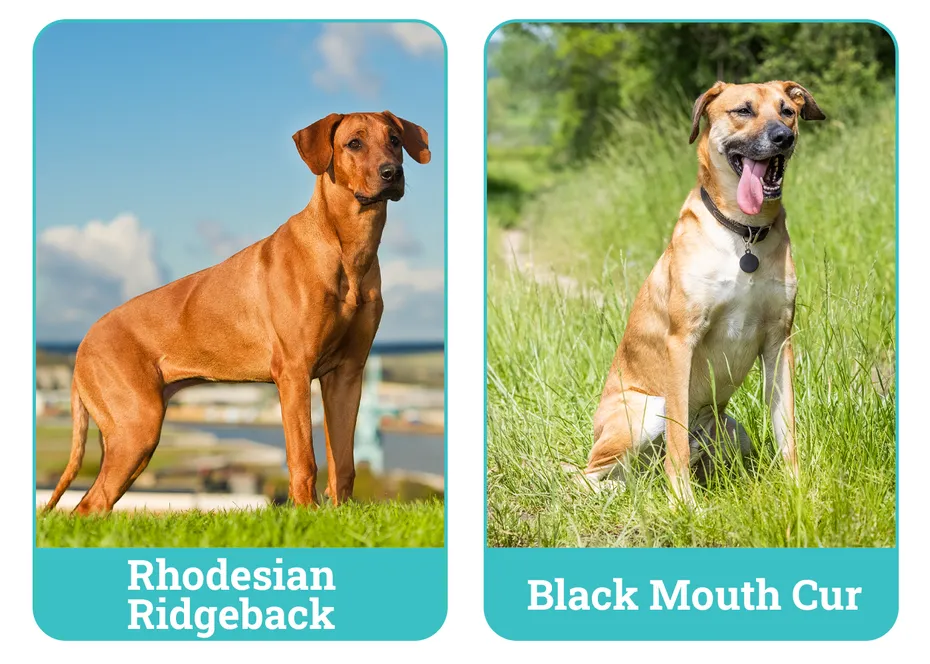 Rhodesian Ridgeback vs. Black Mouth Cur