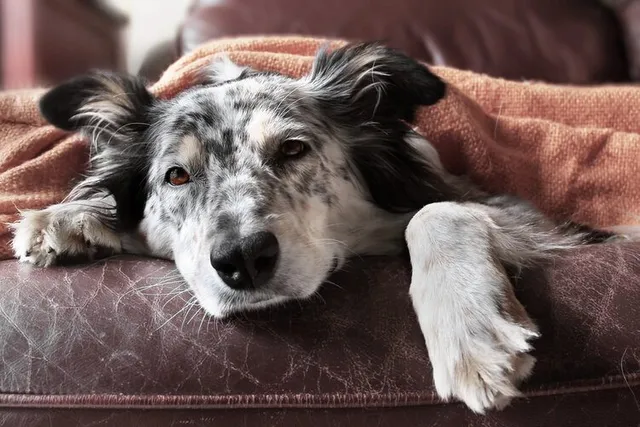 Kidney Disease and Kidney Failure in Dogs: Signs, Care & Treatment Options