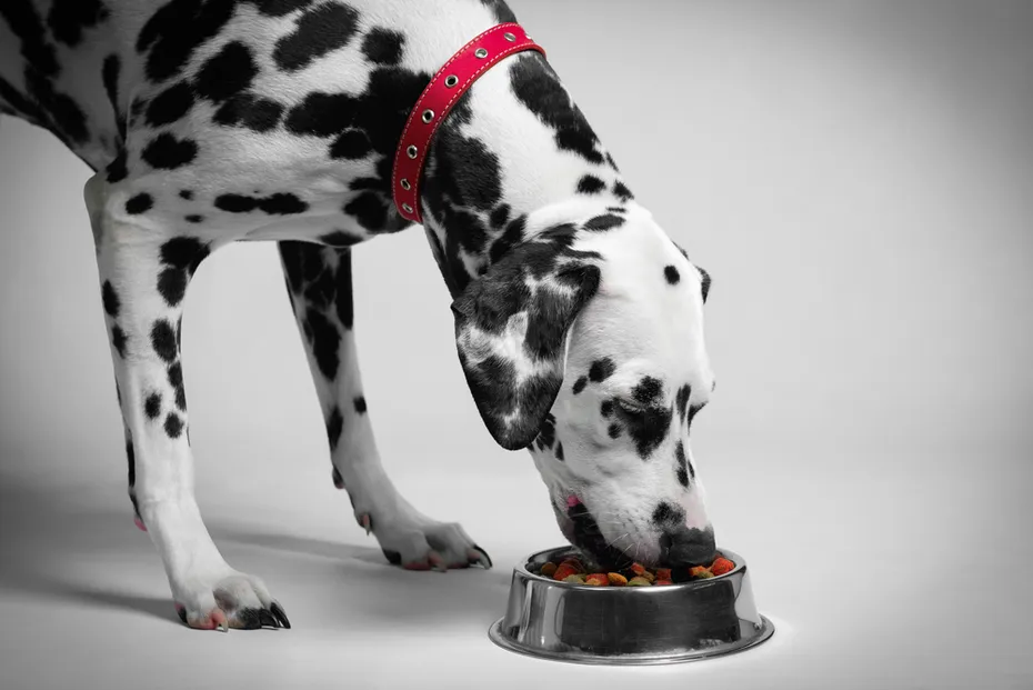 Dalmatian eating dry dog food