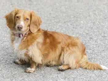 Long-Haired Mini Dachshund: Info, Pictures, Origin & History