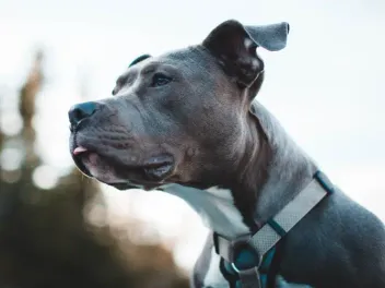 Are Pit Bulls Banned in Canada? Provincial & Municipal Regulations Guide