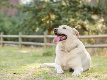 My Dog Is Overweight: What Should I Do? 6 Vet-Approved Tips