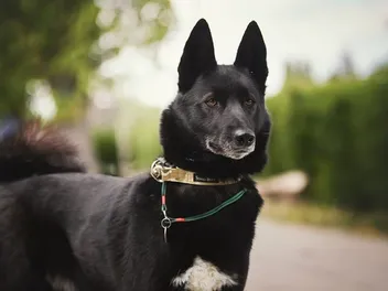 Russian-European Laika Dog Breed: Info, Pictures, Care, Traits & More