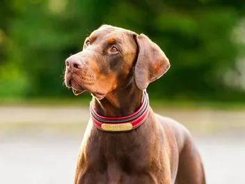 9 Best Hemp Dog Collars in 2026 – Reviews & Top Picks