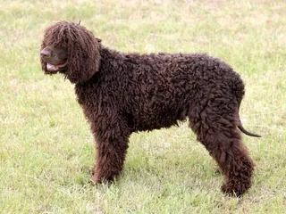 Irish Water Spaniel: Dog Breed Info, Pictures, Facts & Traits