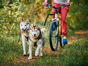 Bikejoring With Dogs 101: What Is It, Gear & FAQ