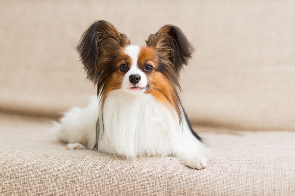 Papillon-lying-on-a-couch
