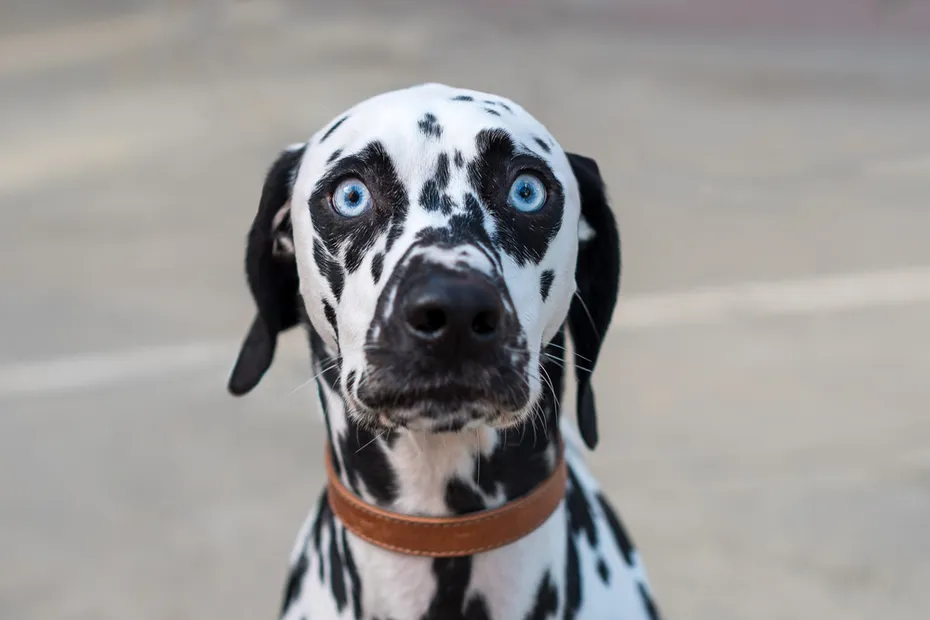funny wide eyed dalmatian dog with blue eyes