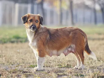 9 Vet-Reviewed Facts About Dog Nipples (Anatomy, Pregnancy, Health & More)