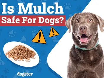 Is Mulch Safe for Dogs? Our Vet-Approved Advice