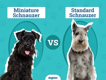 Miniature Schnauzer vs. Standard Schnauzer: The Differences (With Pictures)