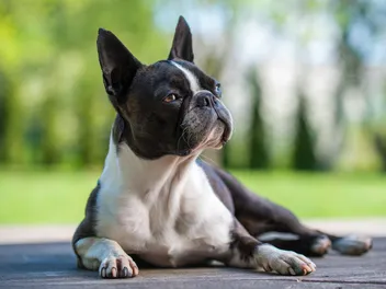 How Much Do Boston Terriers Cost? 2026 Pricing Guide