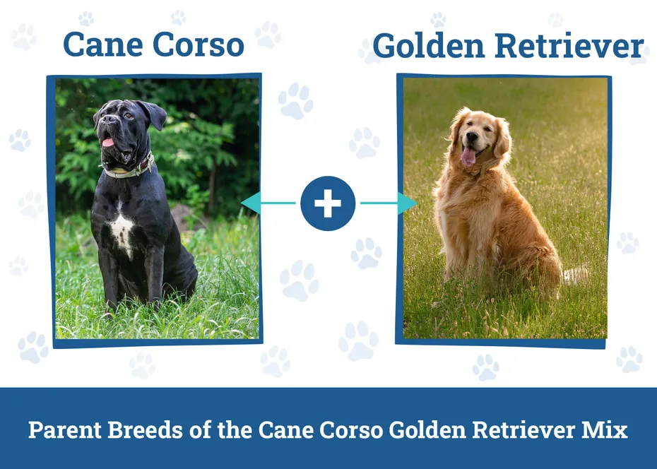 Parent Breeds of the Cane Corso Golden Retriever Mix