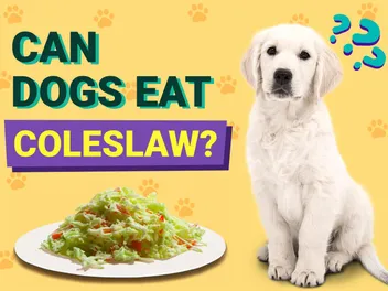 Can Dogs Eat Coleslaw? Vet-Verified Facts & FAQ