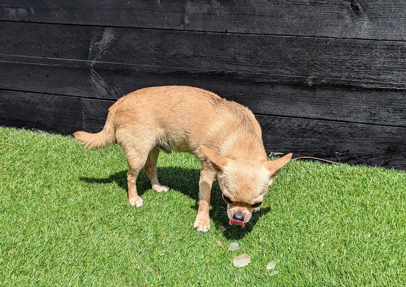 Fred thinks icy treats taste even better in the sunshine.