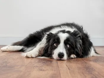 Distemper in Dogs: Our Vet Discusses Signs, Diagnosis & Treatment