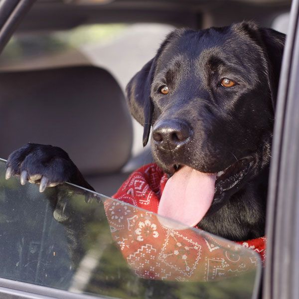 summer safety tips dogs in hot cars
