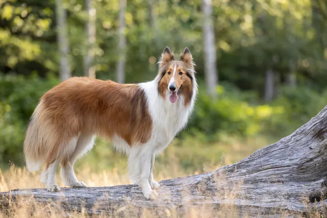 Collie Dog Breed: Info, Pictures, Care & More