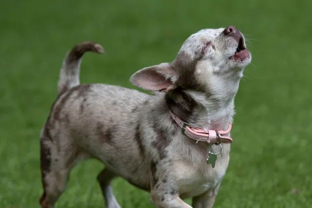 11 Breeds of Dogs That Sing: Info, Pictures & History