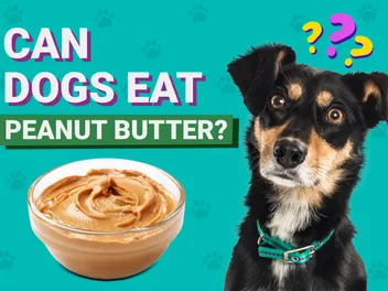 Can Dogs Eat Peanut Butter? Is It Good for Them? Vet-Reviewed Health Facts