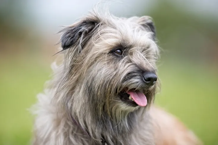 Pyrenean-Shepherd