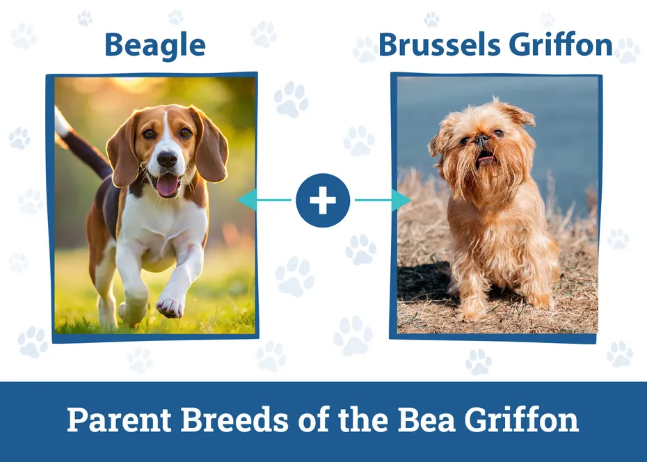 Parent Breeds of the Bea Griffon