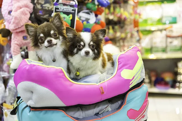 What Do Pet Stores Do With Unsold Animals? Facts & FAQ