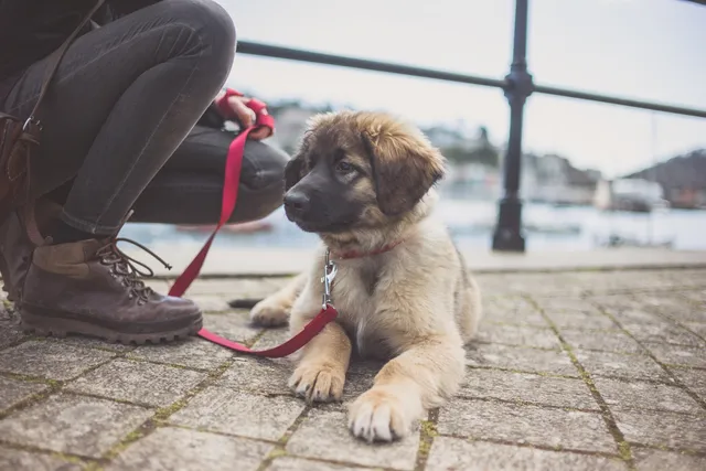 My Puppy Doesn't Want To Walk: 7 Reasons & What To Do (Vet Answer)
