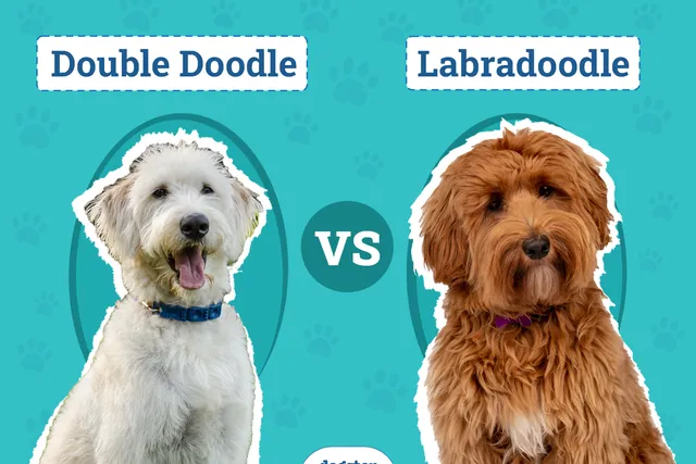 Double Doodle vs. Labradoodle: Key Differences (With Pictures)