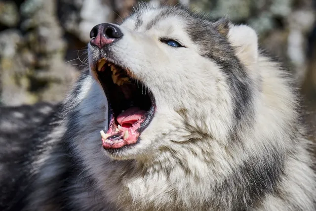 Why Do Huskies Scream? 4 Main Reasons & How to Prevent it
