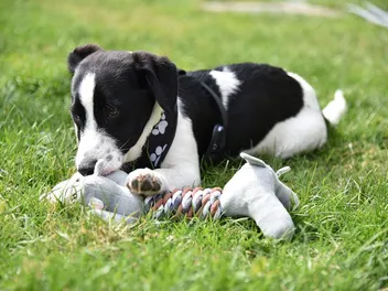 7 Best Puppy Toys in 2026 - Reviews & Top Picks