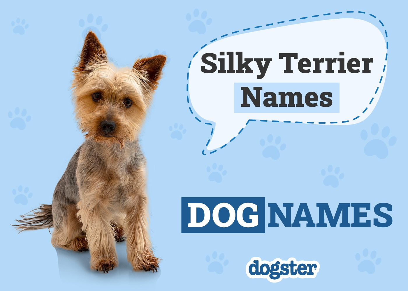 160 Popular & Unique Silky Terrier Names