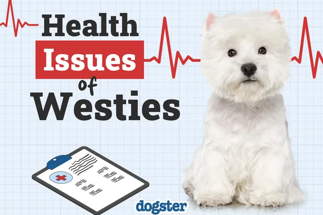 15 Westie Health Issues to Look Out For (Vet Answer)