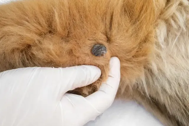 Dog Warts: Signs, Diagnosis & Treatment (Vet Answer)
