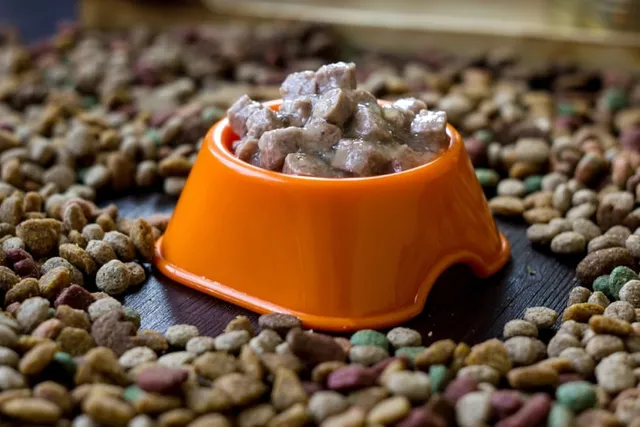 Can Dog Food Go Bad? Vet-Approved Facts & Tips to Preserve It
