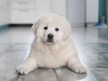 How to Keep Floors Clean With Dogs: 7 Helpful Tips