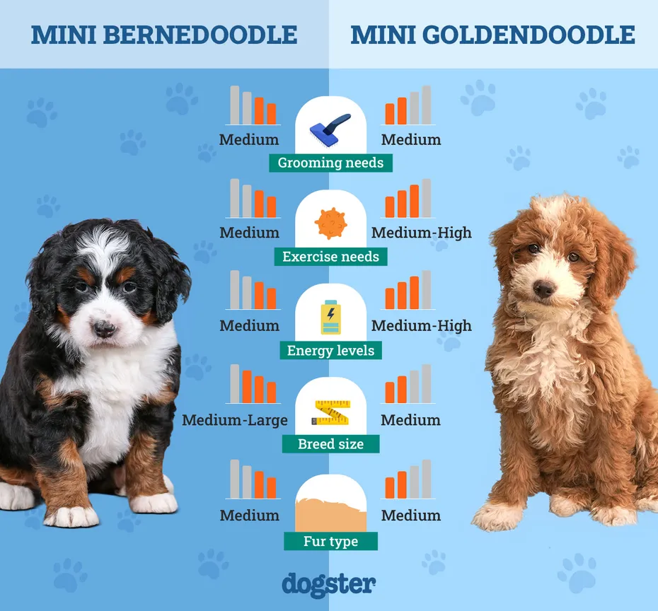 Dogster_Side by Side Comparison_ Mini Bernedoodle vs Mini Goldendoodle